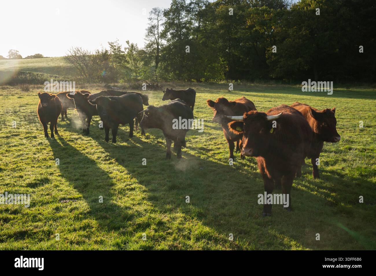 Gemischte Herde von Red Ruby Devon, Angus und walisischen Schwarzen Bullen und Färsen auf dem Feld, Morning, Autumn, Somerset, Vereinigtes Königreich, Europa. Stockfoto