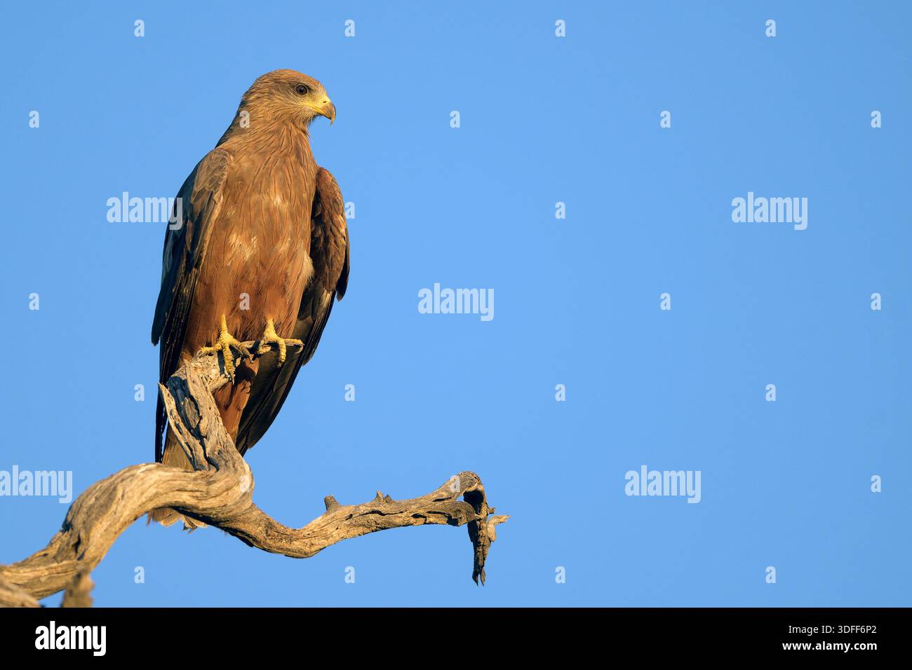 Schwarzer Drachen (Milvus migrans migrans, juvenile) aus dem Kgalagadi Transfrontier Park, Südafrika im November. Stockfoto