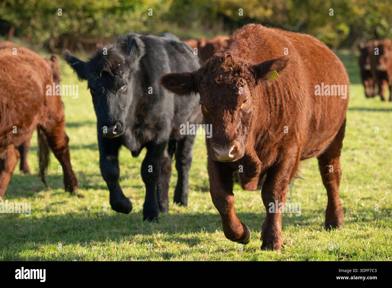 Devon Red Rubin hat den Stier mit Aberdeen Angus in der gemischten Herde, Somerset, England, UK, Herbst geerntet. Stockfoto