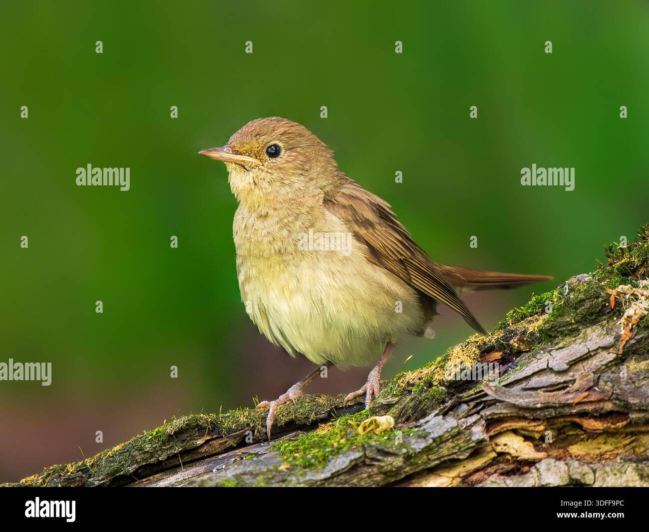 Nachtigall oder Luscinia luscinia auf Baumstamm über verschwommenem grünem Hintergrund. Nachtigall ist unauffälliger Vogel mit dem schönsten Lied. Stockfoto