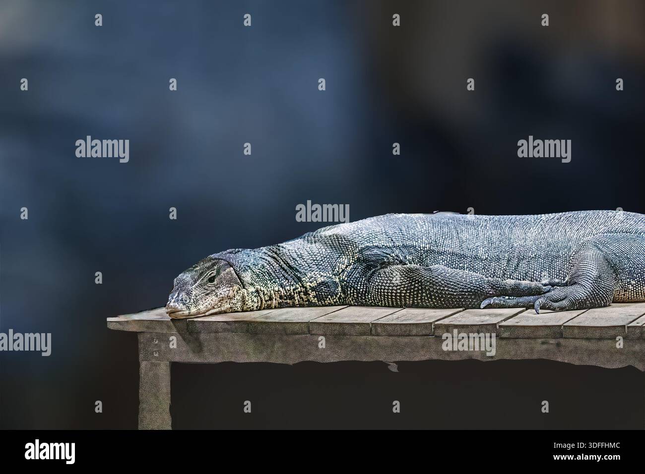 Ein Komodo-Drache, der auf einem Tisch liegt Stockfoto