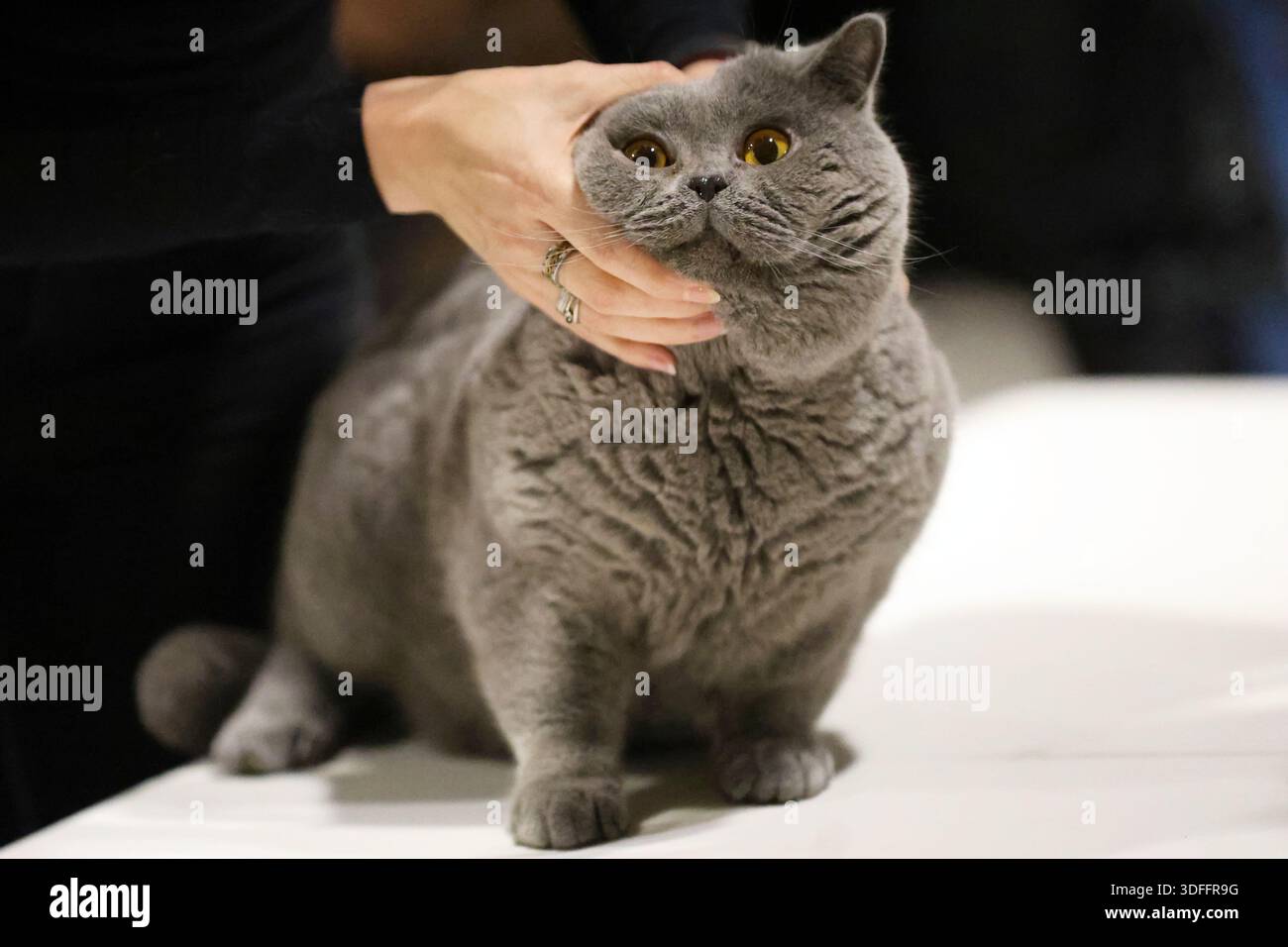 Eine Person, die sanft eine süße britische Kurzhaarkatze streichelt Stockfoto