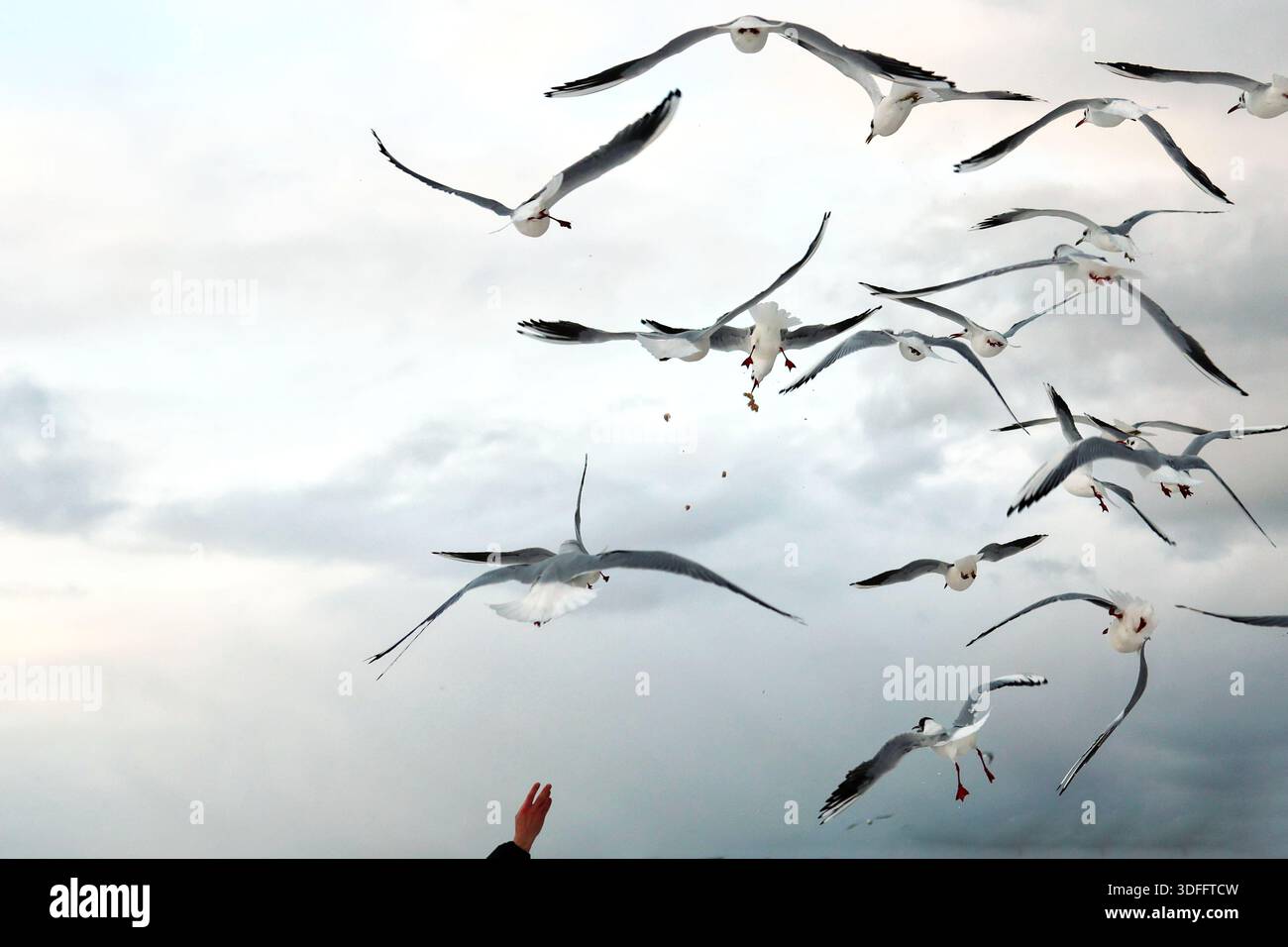 Möwen fliegen in einem bewölkten Himmel mit einer Hand hoch und füttern sie Stockfoto