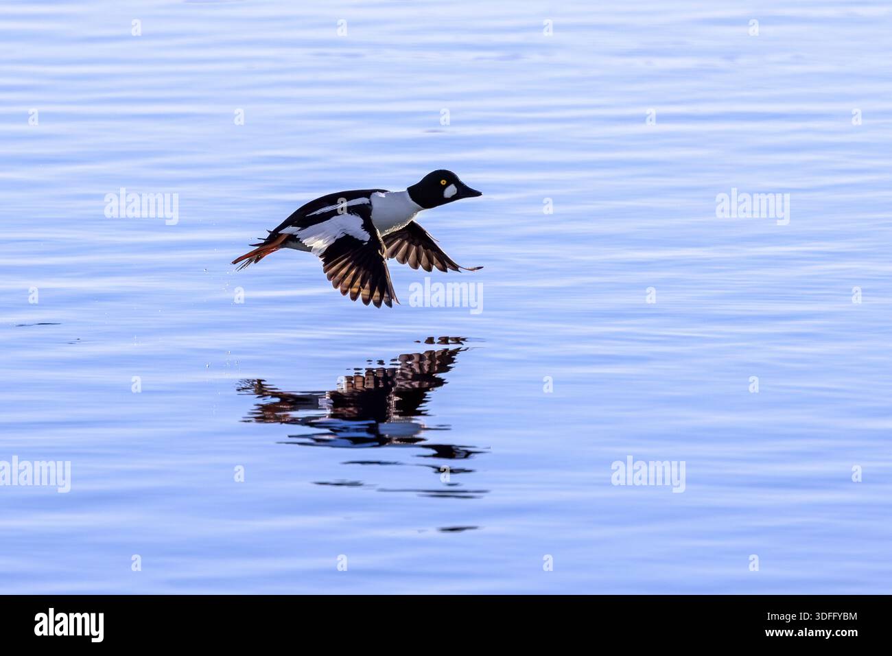 Gewöhnliches goldeneye (Bucephala clangula) männlich im Flug, Landung auf Wasser im See im Winter Stockfoto