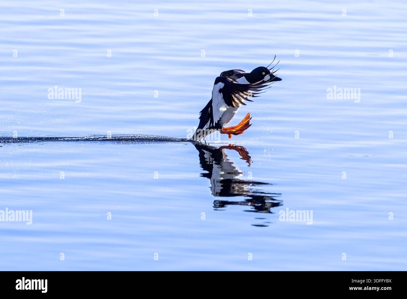 Gewöhnliches goldeneye (Bucephala clangula) männlich im Flug, Landung auf Wasser im See im Winter Stockfoto