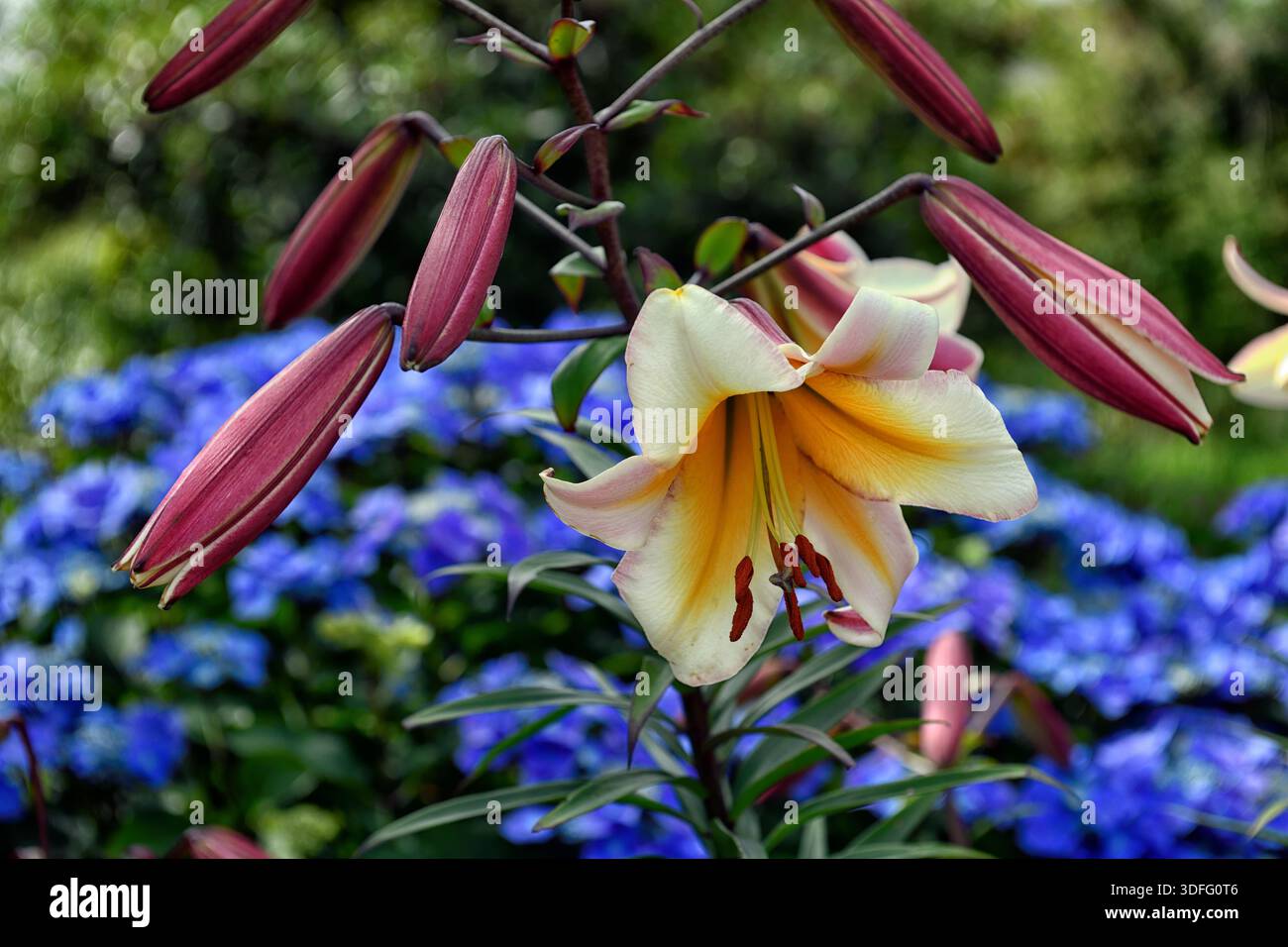 lilium Regale, königliche Lilie, lilien, weiße Trompetenblüten, Trompetenlilienblüten, Blüten, duftend, duftend, Duft, RM Floral Stockfoto