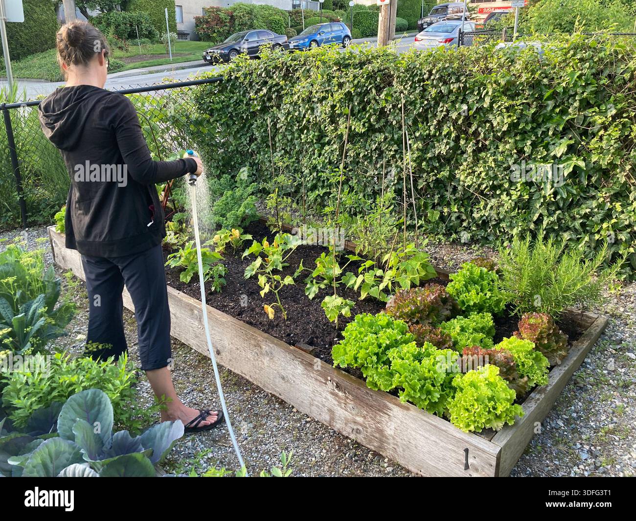 Eine Frau bewässert ein Gemeindegartengrundstück - Smartphone-aufgenommenes Stockfoto