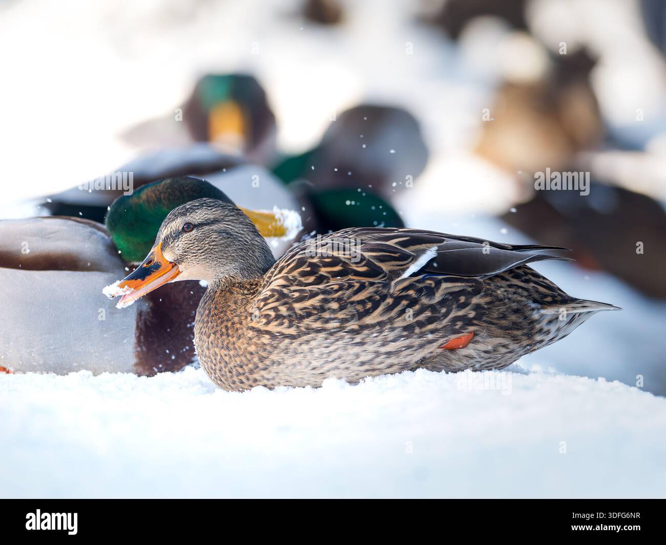 Stockenten (Anas platyrhynchos) im Schnee, Winterbedingungen, ruhiges Verhalten, kalte Süßwasserumgebung, Europa. Stockfoto