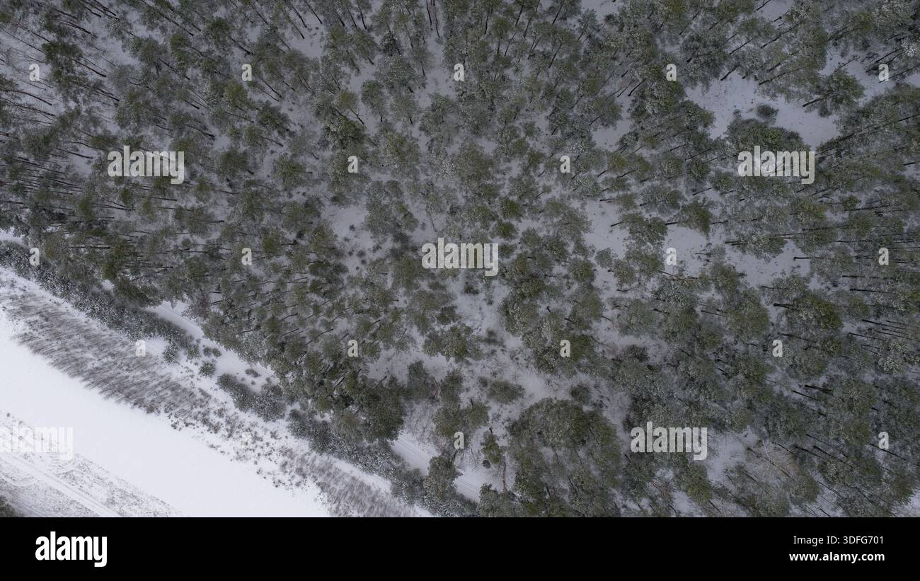 Die Luftaufnahme zeigt einen schneebedeckten Kiefernwald in der Nähe von Nowy Lubiel, Polen. Am unteren Rand verläuft ein schmaler, schneegesäumter Weg. Winterliches Licht zeigt Radialstrahlung Stockfoto