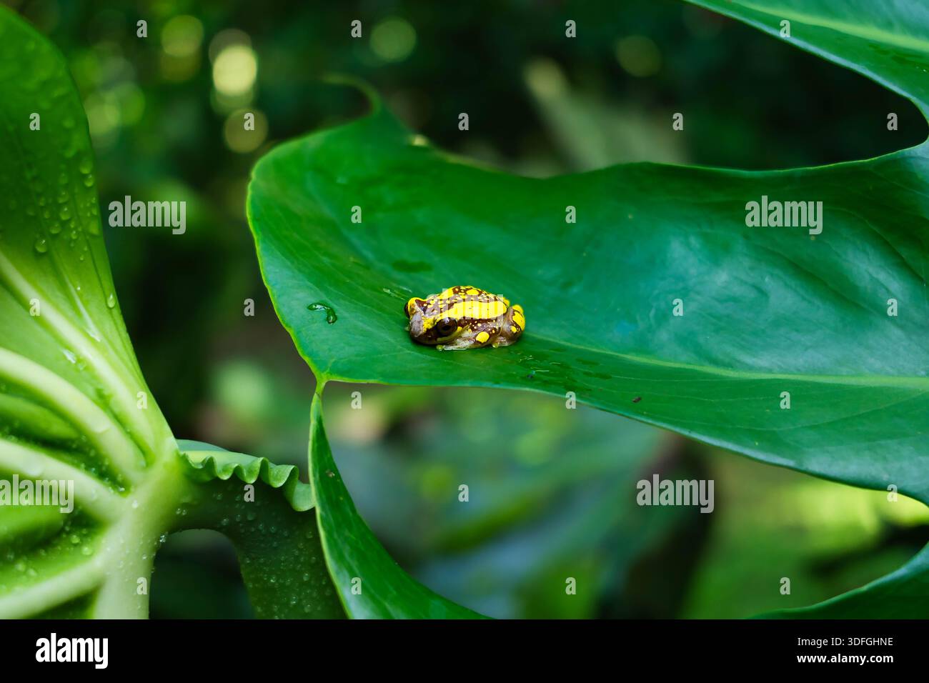 Wildfrosch in den tropischen und feuchten Wäldern Mittelamerikas Stockfoto