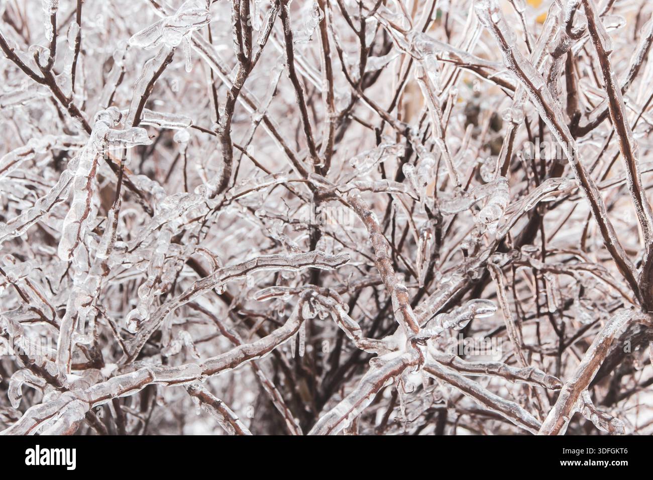Mit Eis und Schnee bedeckte Äste. Winter Natur. Eisige Büsche. Winterlandschaft. Schönheit in der Natur. Gefrorene Natur im Detail. Bäume nach eisigem Regen Stockfoto
