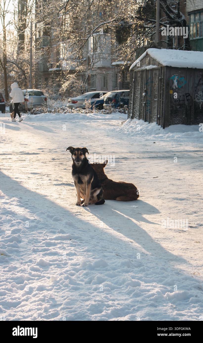 Gefrorene Hunde im Winter auf der Straße. Obdachlose Hunde in der Innenstadt nach Schneefall. Tiere auf Winterlandschaftshintergrund. Zwei Welpen im kalten Winter Stockfoto
