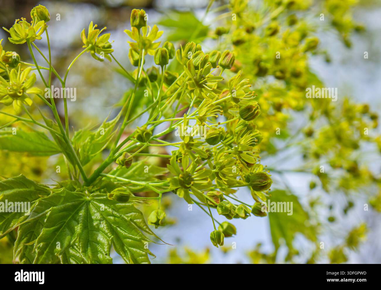 Nahblumen und junge Blätter des norwegischen Ahornbaums (Acer platanoides). Stockfoto