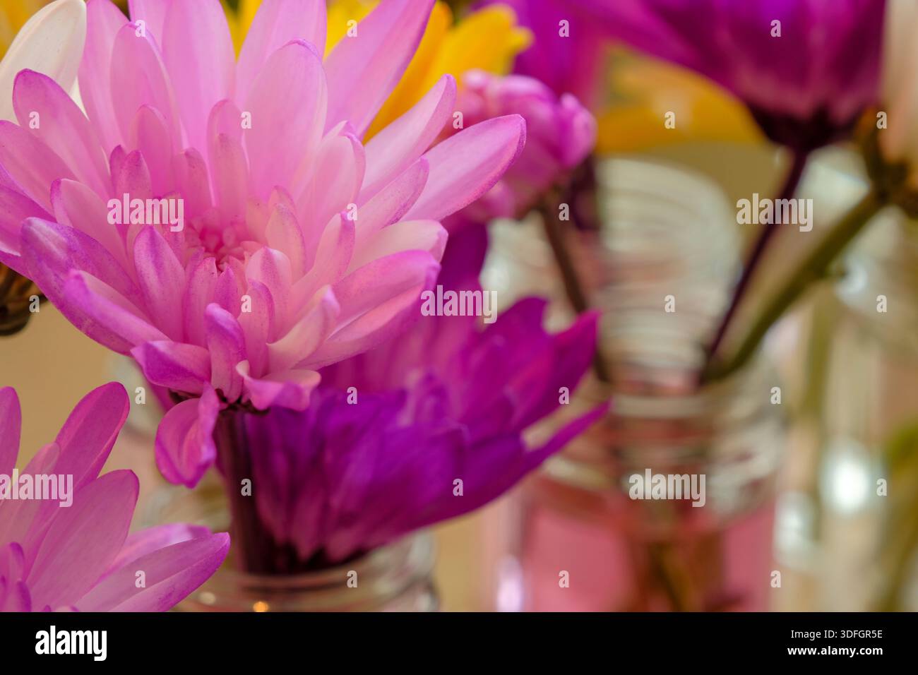 Intensiv violettes Mum Blossom Makro mit geringer Schärfentiefe Stockfoto