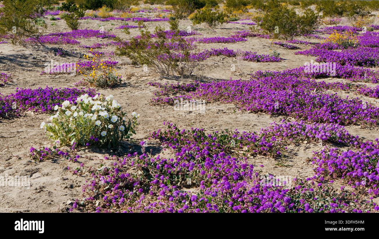 Desert Bloom Anza-Borrego State Park. Eine Blüte lila und weißer Blumen im Wüstenboden des Anza-Borrego State Park in Südkalifornien. Stockfoto