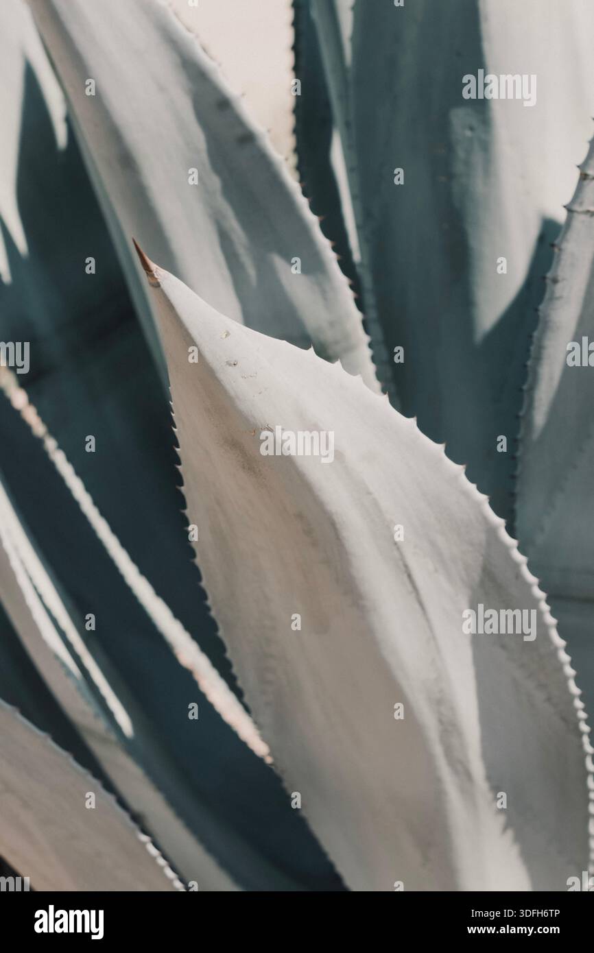 Natürliche, sukkulente Form mit flachem Fokus und neutralen Teal-Tönen Stockfoto