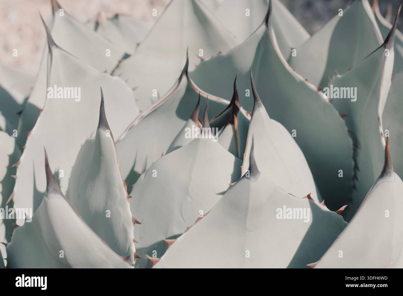 Mattes Pastellgrün, Saftige Botanische Pflanze Stockfoto