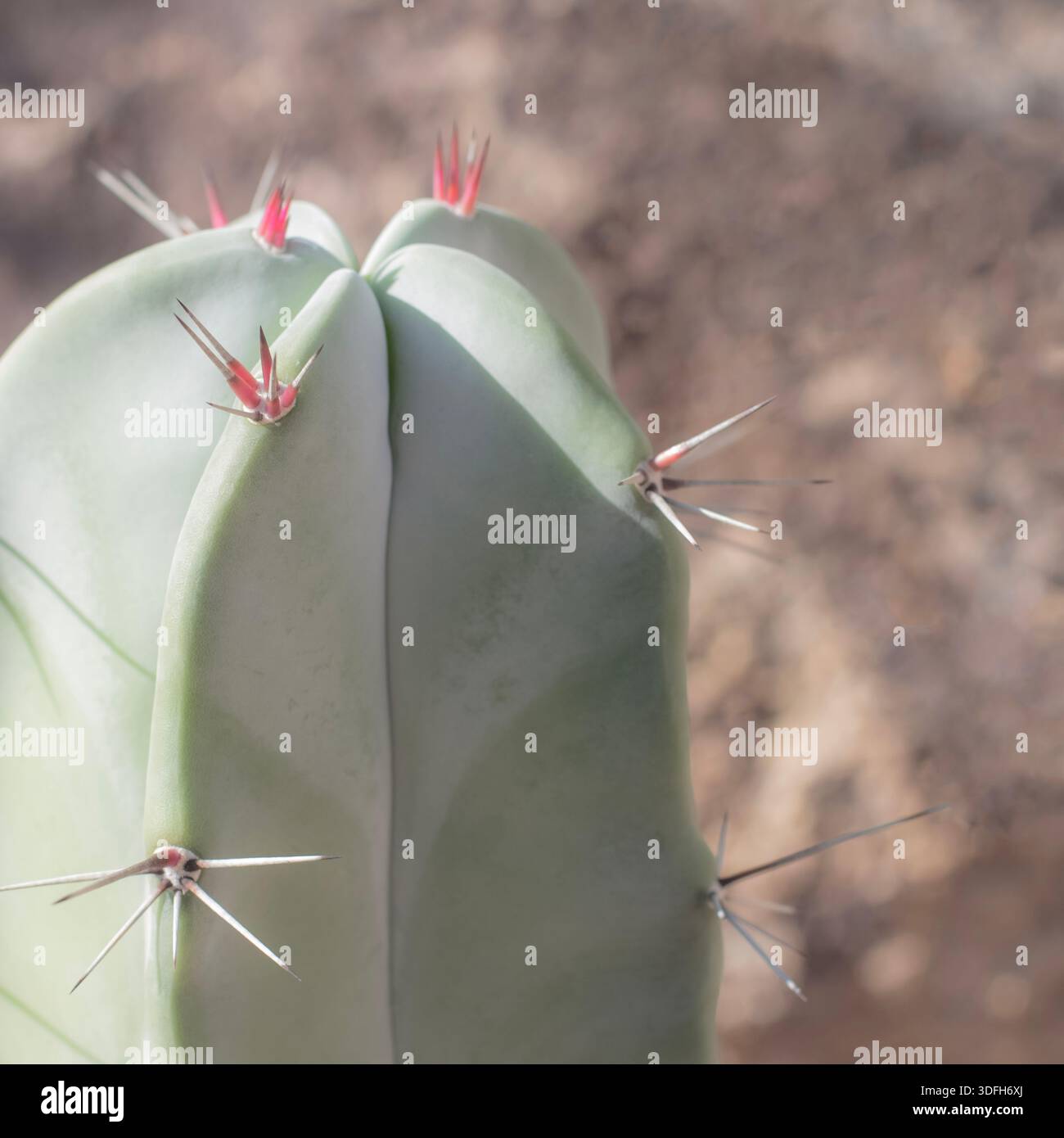 Nahaufnahme Pastelgrün und Rosa Botanical Desert Cactus mit verschwommenem strukturiertem braunen Hintergrund Stockfoto