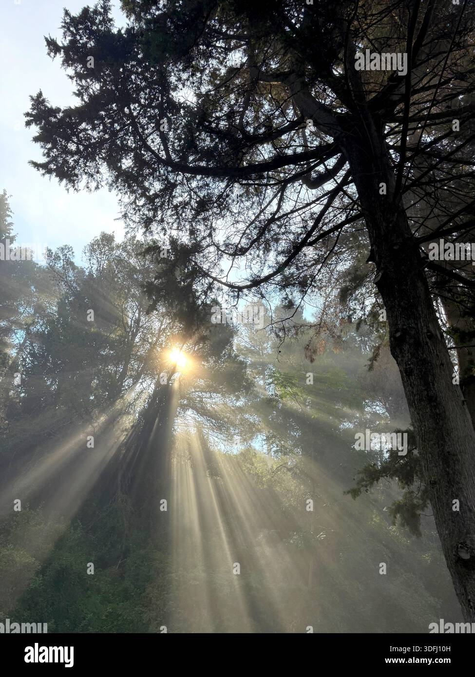 Morgensonnenstrahlen, die durch Waldbäume leuchten Stockfoto