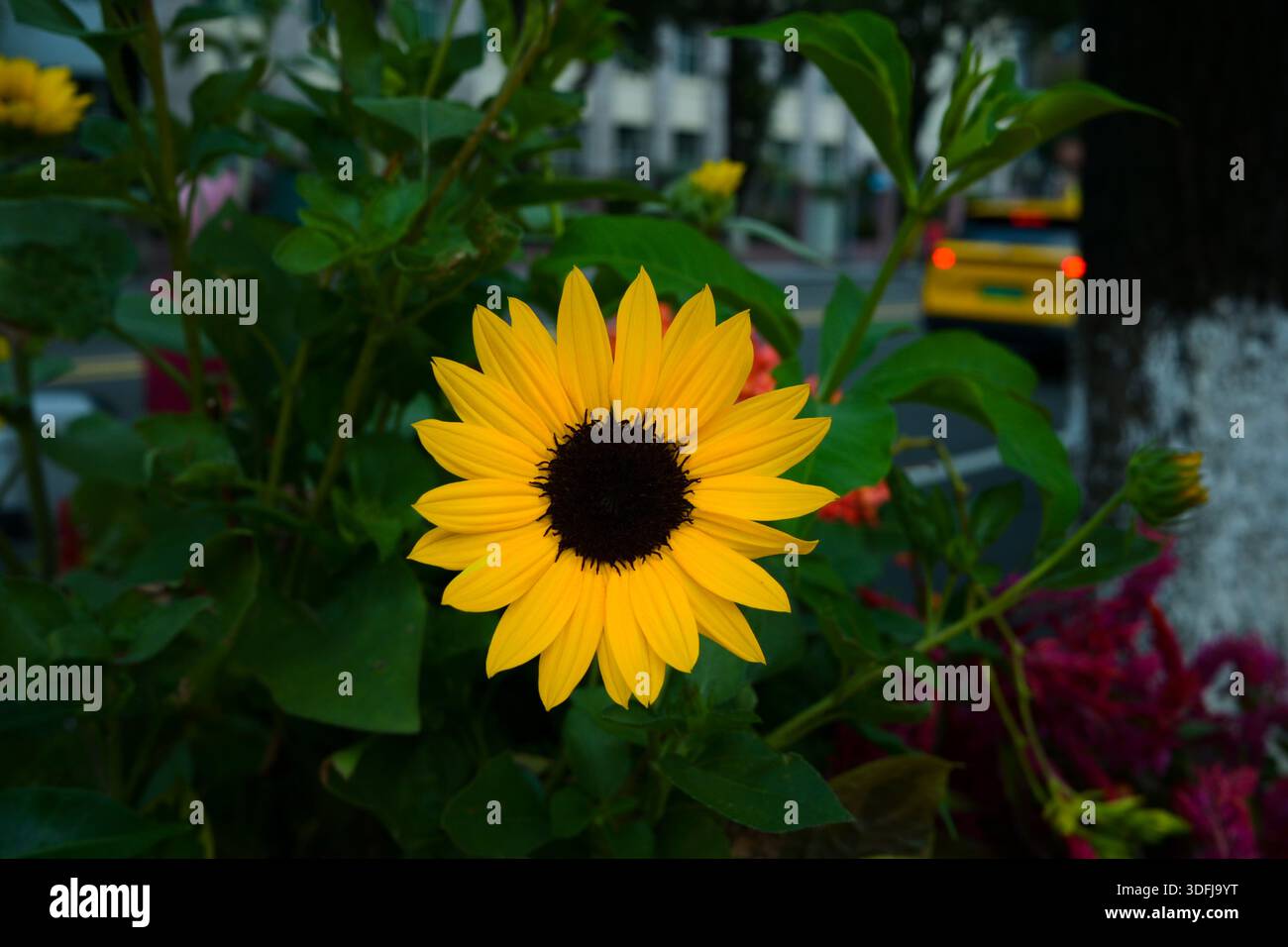 Sonnenblumen und gelbe Pflege ergänzen sich wunderbar Stockfoto