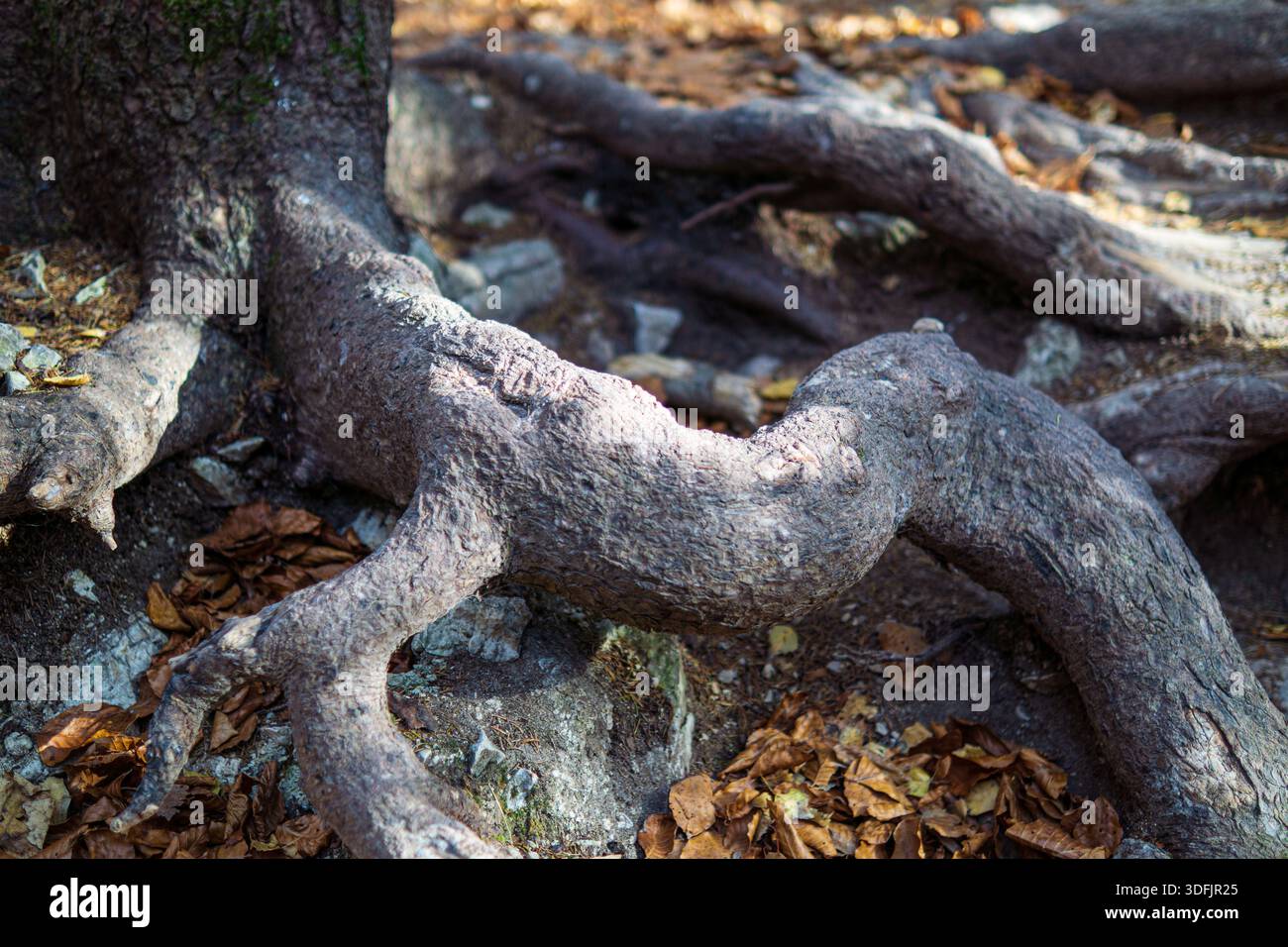 Dicke wurzel -Fotos und -Bildmaterial in hoher Auflsung  Alamy