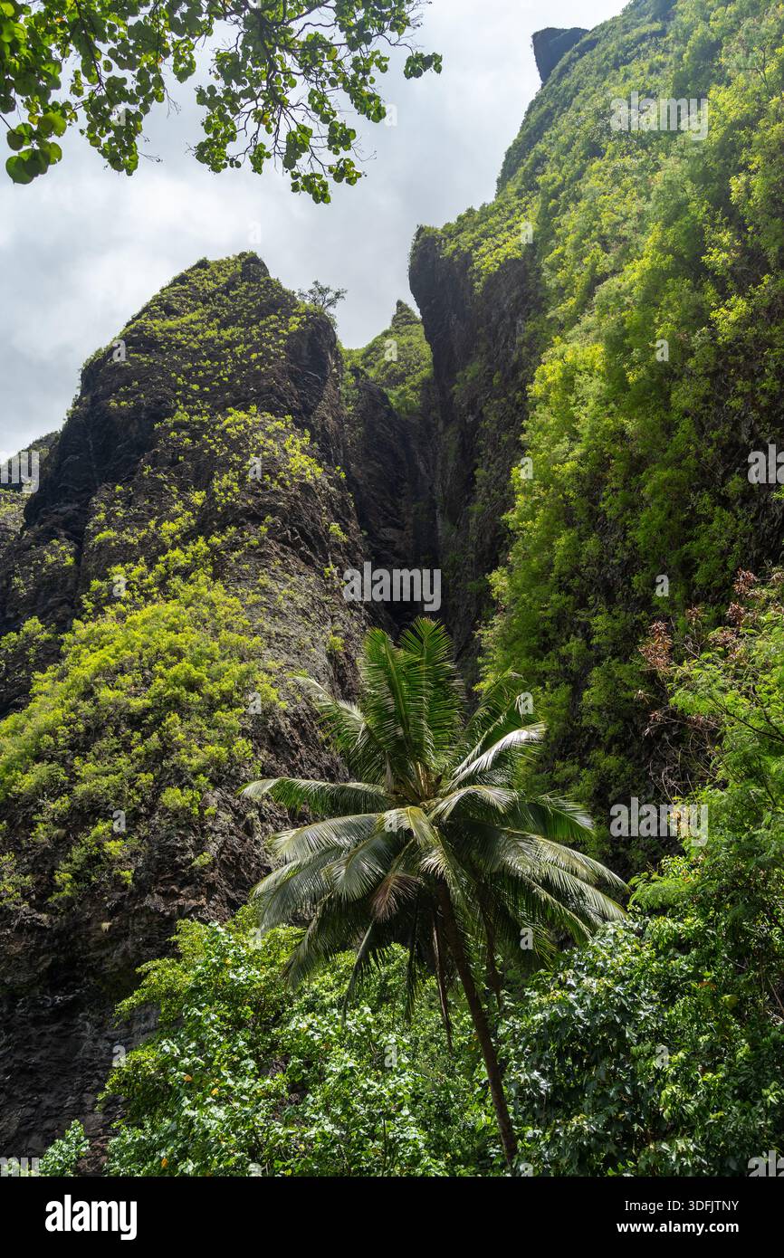 Ein üppiger Dschungelpfad durch das Hakaui-Tal, Nuku Hiva, die Marquesas-Inseln und Französisch-Polynesien. Majestätische Basaltklippen und dichte Vegetation umgeben die Tra Stockfoto