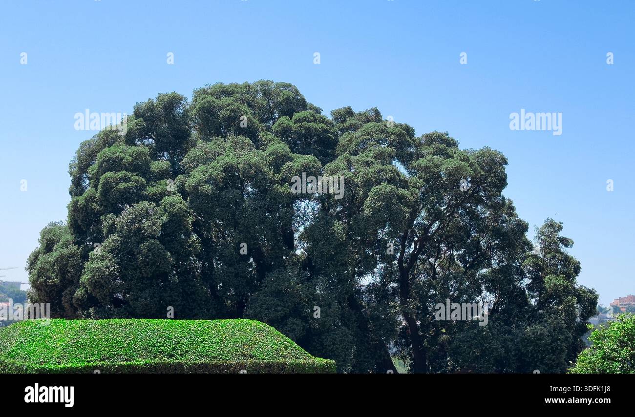 Kontrast zwischen einem perfekt getrimmten geometrischen grünen Busch und der unregelmäßigen organischen Form einer großen Baumkrone unter klarem blauem Himmel, Konzept der Ordnung Stockfoto