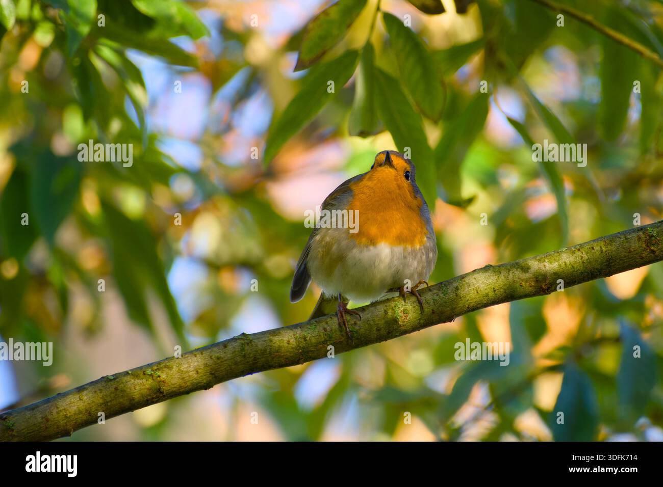 Europäischer rotkehlchen, der auf einem Zweig auf dem grünen Hintergrund sitzt Stockfoto