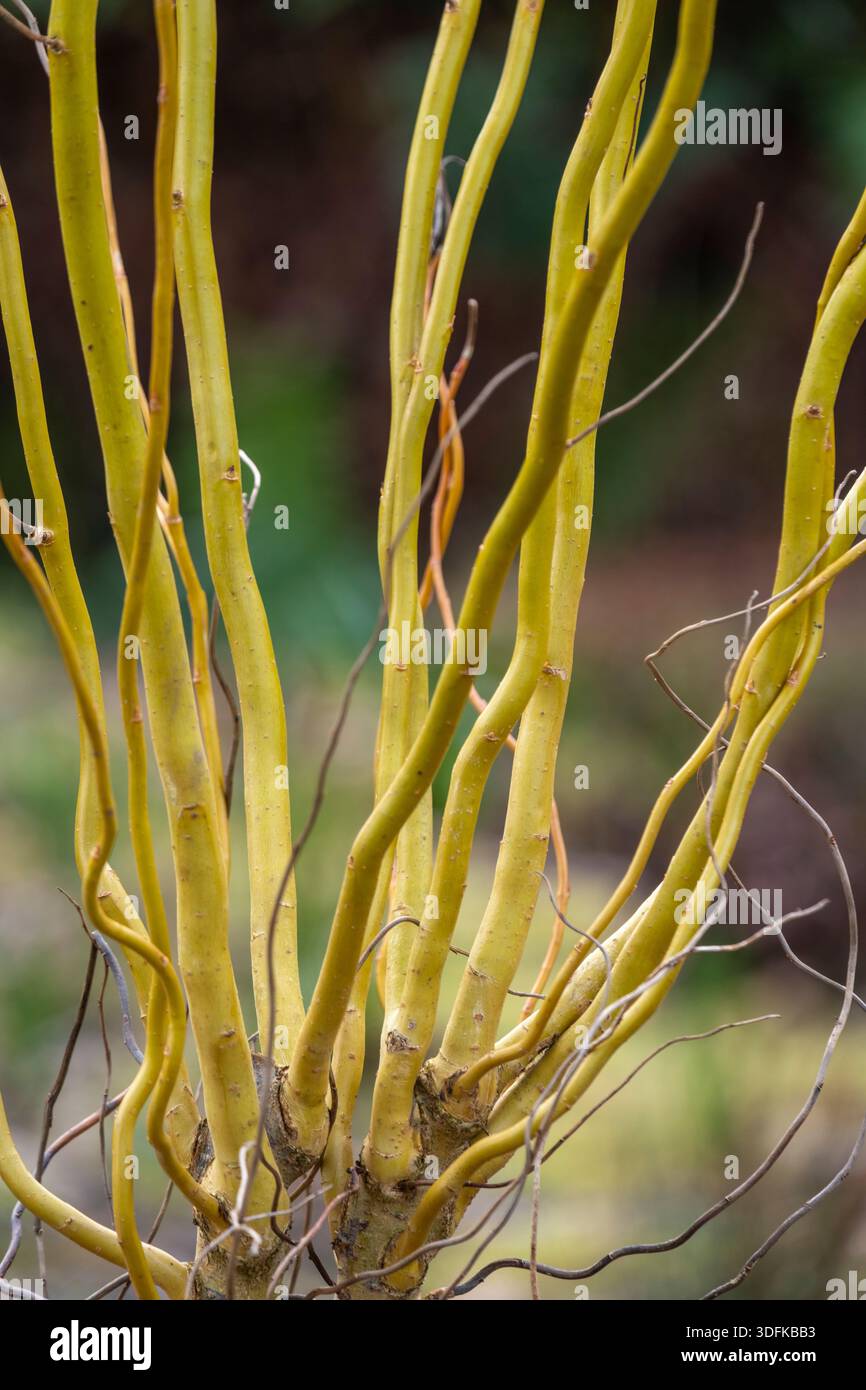 Salix Babylonica var. Pekinensis 'Tortuosa' Stockfoto