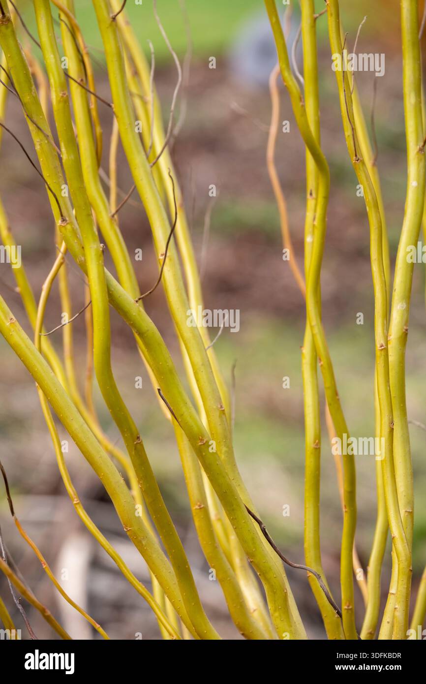 Salix Babylonica var. Pekinensis 'Tortuosa' Stockfoto