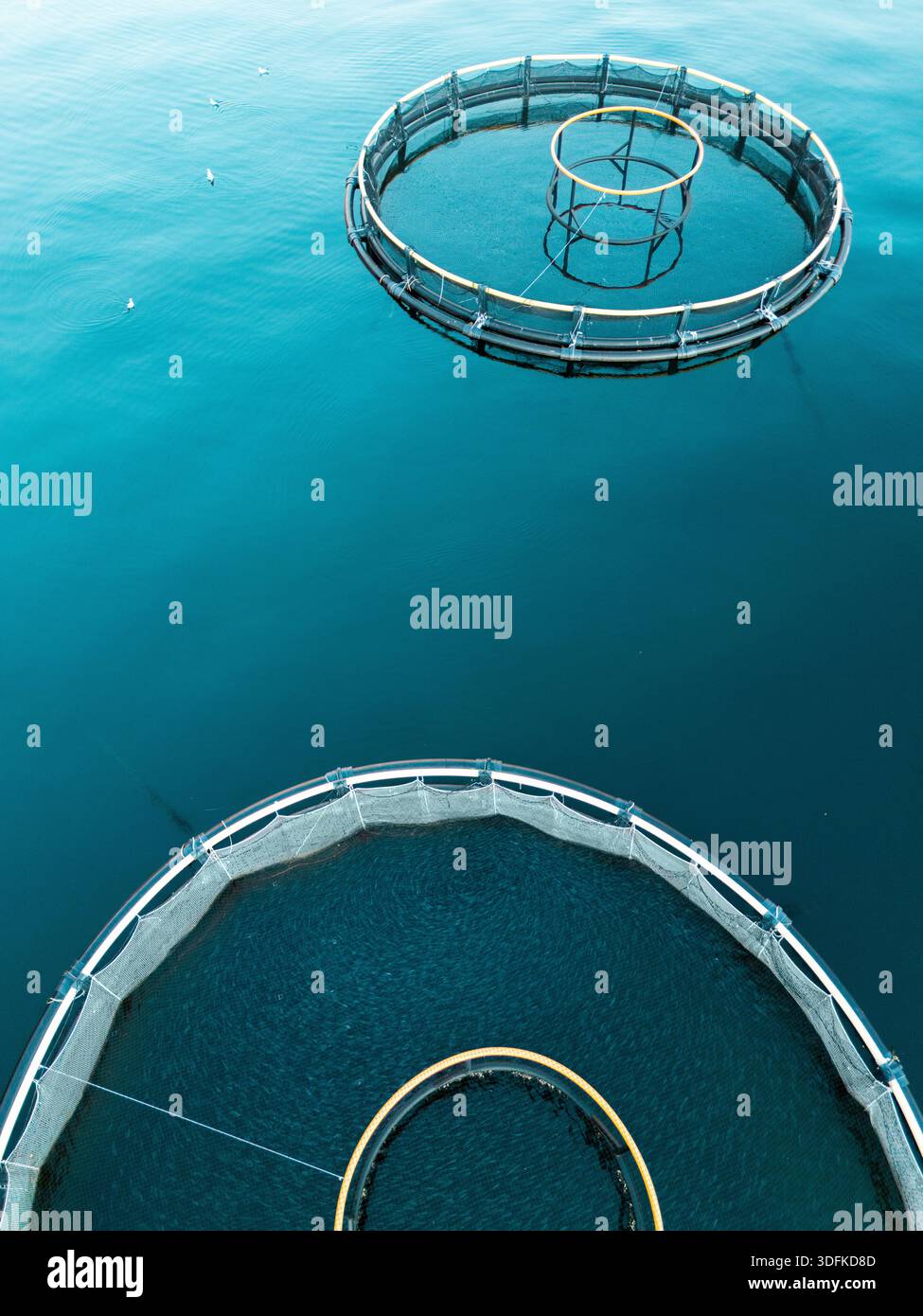 Drohnenblick auf eine Fischfarm in der Küstenbucht mit schwimmenden Käfigen an der Wasseroberfläche. Aquakultur, nachhaltige Meeresfrüchteerzeugung Stockfoto