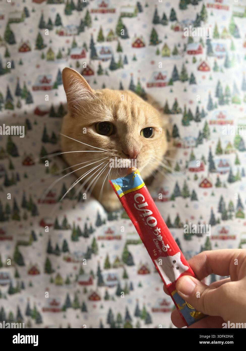 Ingwertabby Hauskatze, die Trockenfutter aus einer Schüssel auf einem Hintergrund aus rotem Weihnachtspapier mit Goldmustern isst Stockfoto