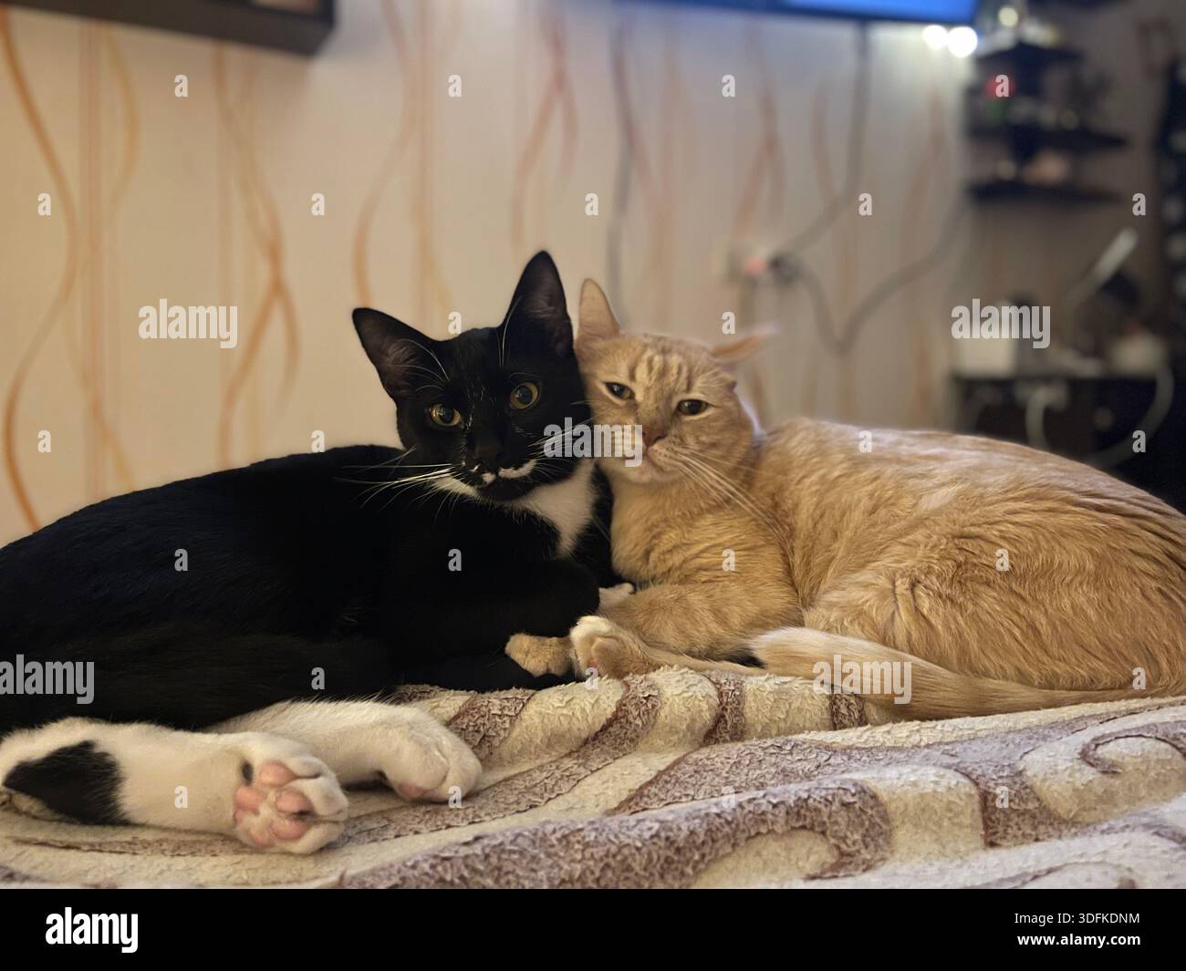 Ingwer und schwarz-weiße Katze liegen zusammen, kuschelnd, auf einer weichen Decke. Tierfreundschaft. - Smartphone-aufgenommenes Stockfoto