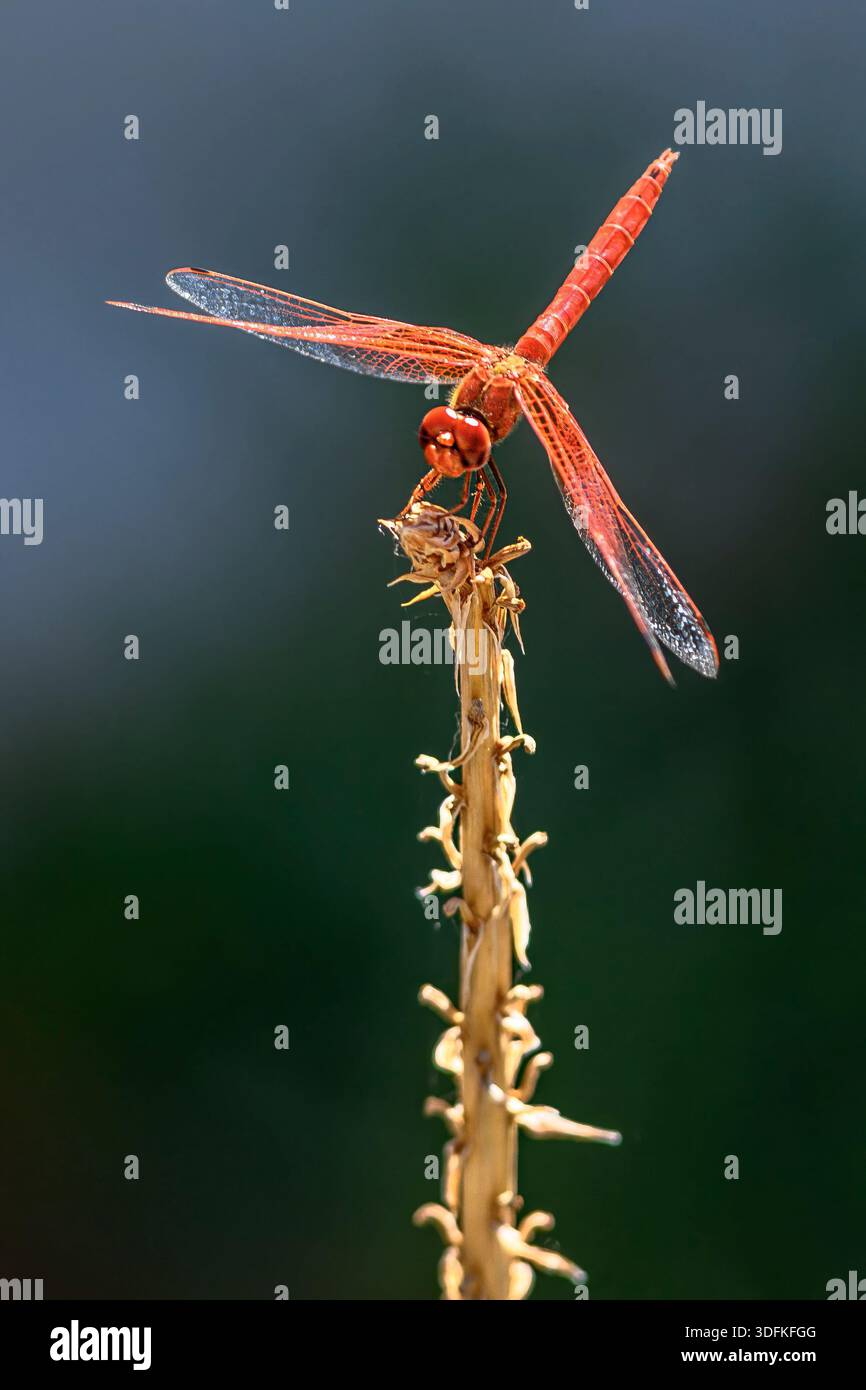 Rotgeäderter Tropfen (Trithemis arteriosa) aus Nordkap, Südafrika. Stockfoto