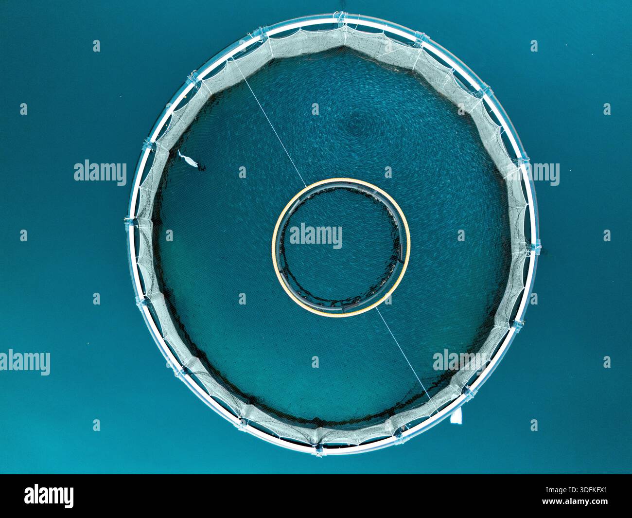 Drohnenblick auf eine Fischfarm in der Küstenbucht mit schwimmenden Käfigen an der Wasseroberfläche. Aquakultur, nachhaltige Meeresfrüchteerzeugung Stockfoto