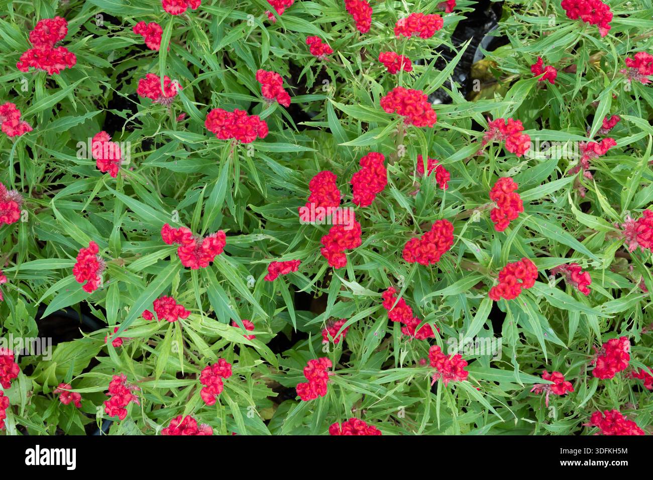 Rotkäppchen (Celosia argentea var. Cristata). Stockfoto