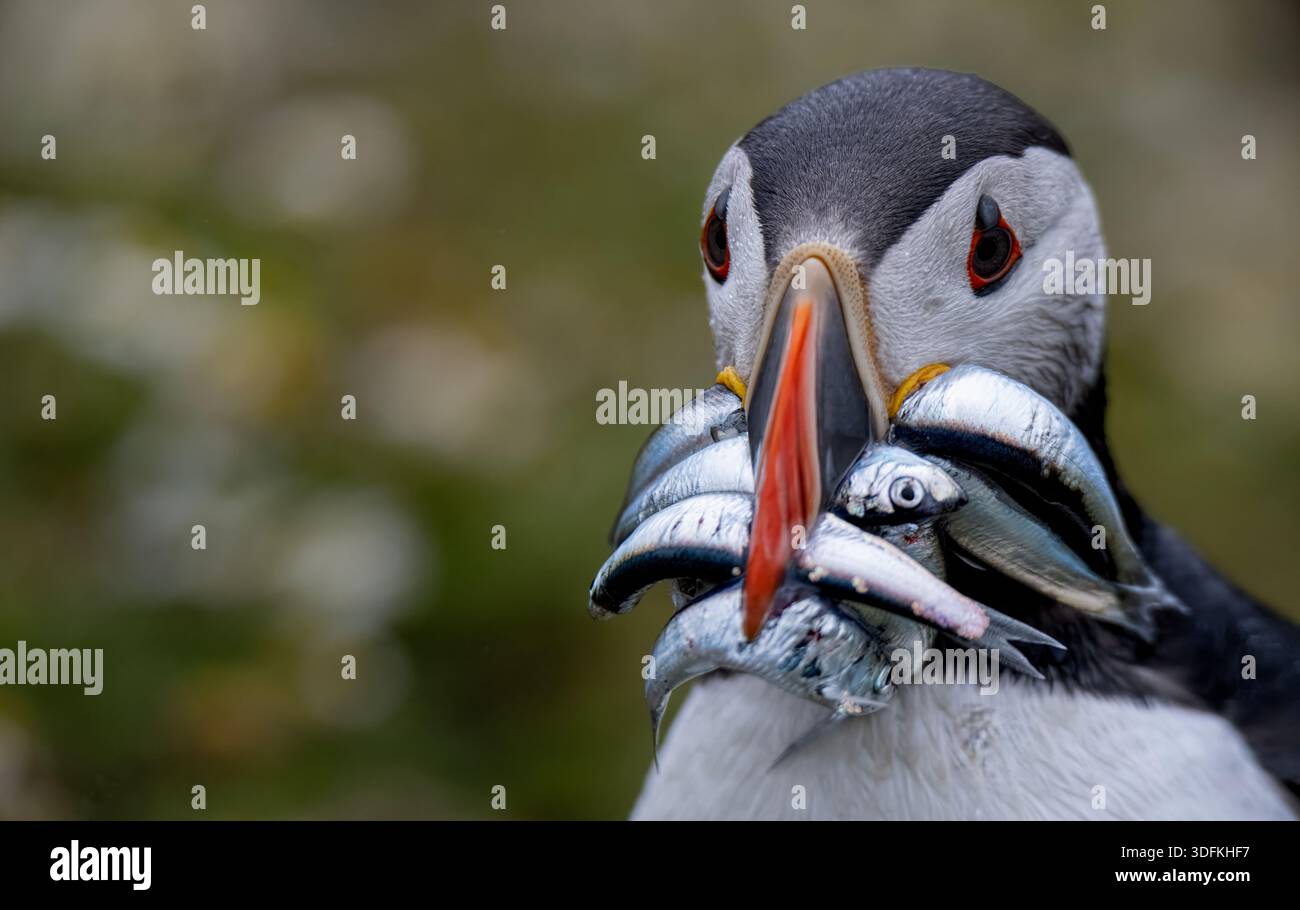 Atlantischer Puffin (Fratercula arctica) mit Sandaalen auf Skomer Island, Wales. Nahaufnahme eines Seevögels, der zu seiner Höhle an der Küste von Pembrokeshire zurückkehrt. Stockfoto