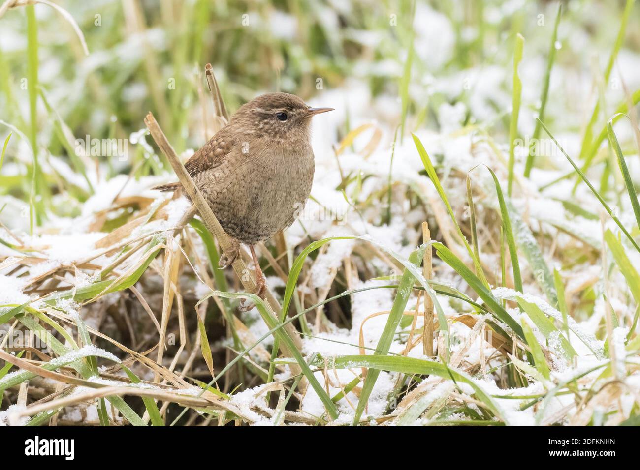 Ein Zorn (Troglodytes troglodytes), der auf einem Grasblatt steht, im Hintergrund schneebedecktes Gras, Hessen, Deutschland Stockfoto