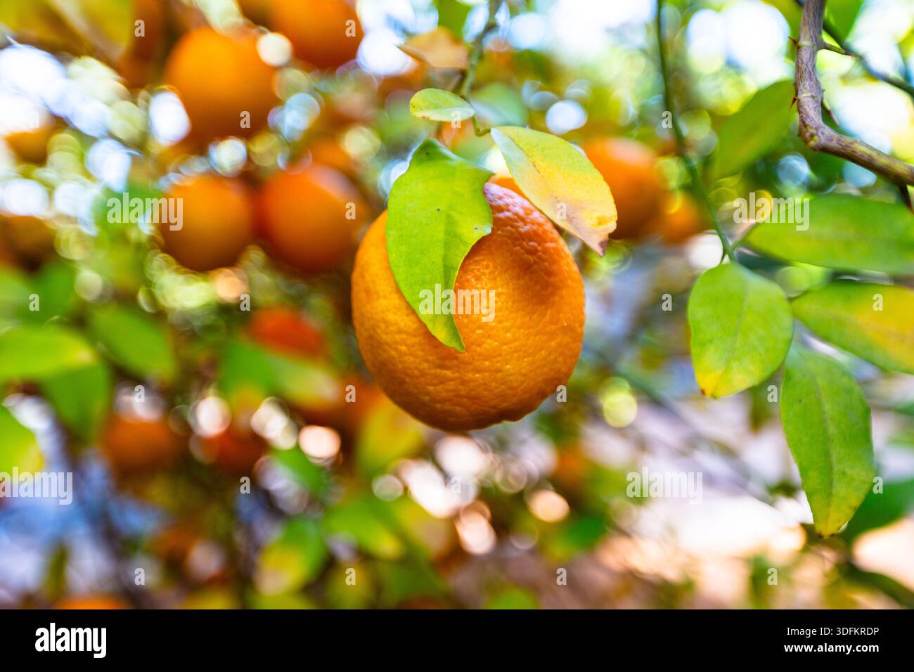 Helle Nahaufnahme reifer Orangen, die an einem Laubbaum in einem sonnendurchfluteten Obstgarten hängen. Lebendige Zitrustöne, grünes Laub und warmes Bokeh sorgen für ein frisches Ambiente Stockfoto