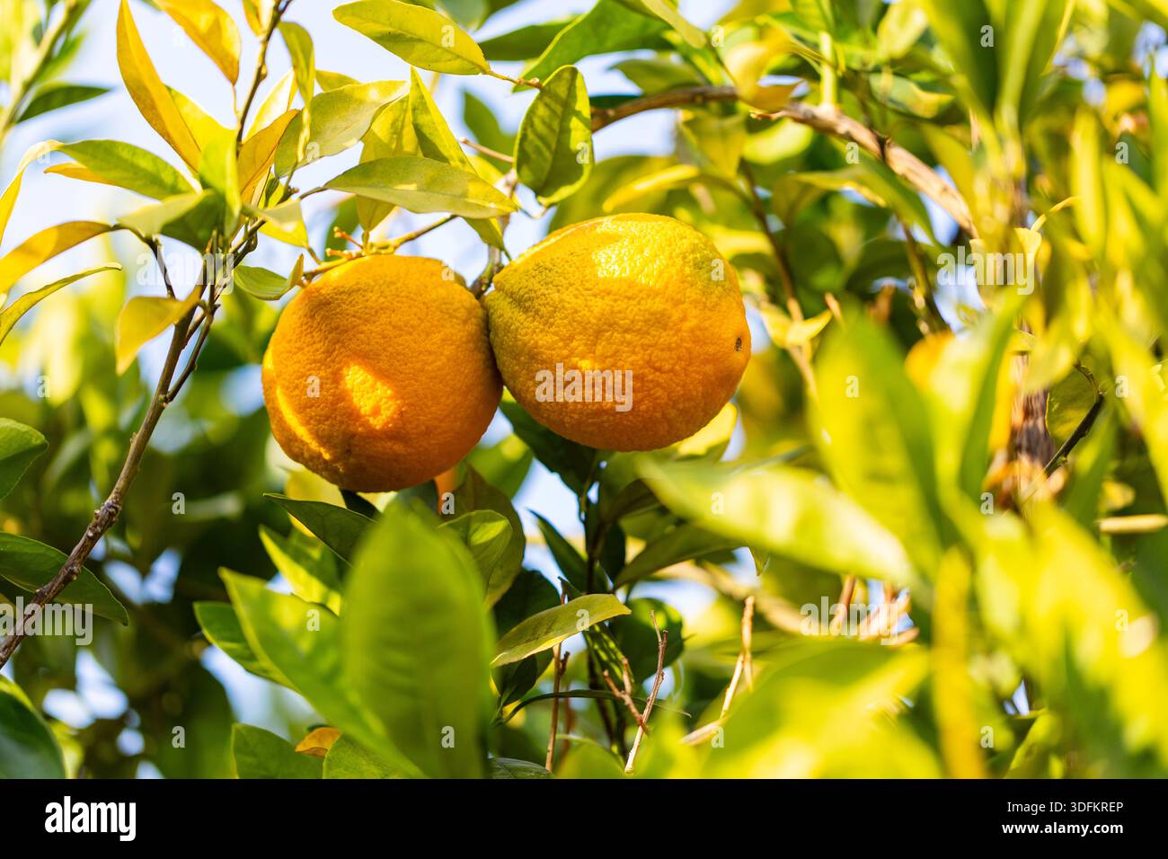 Zwei reife Orangen hängen zwischen glänzend grünen Blättern an einem sonnendurchfluteten Orangenbaum. Die lebendige Zitrusfarbe steht im Kontrast zu goldgrünem Laub und sorgt für Wärme Stockfoto