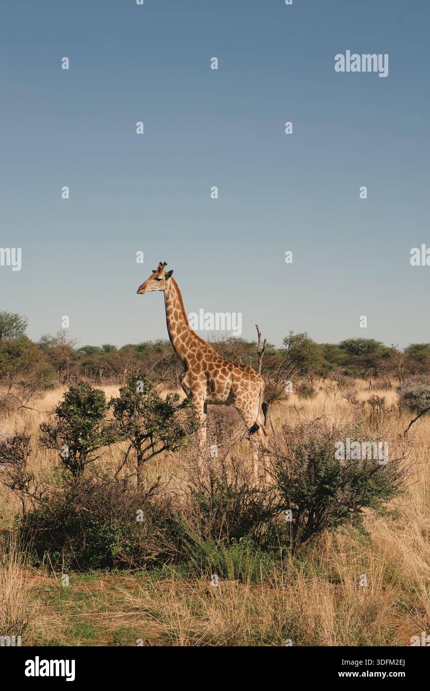 Giraffe in Namibia Stockfoto