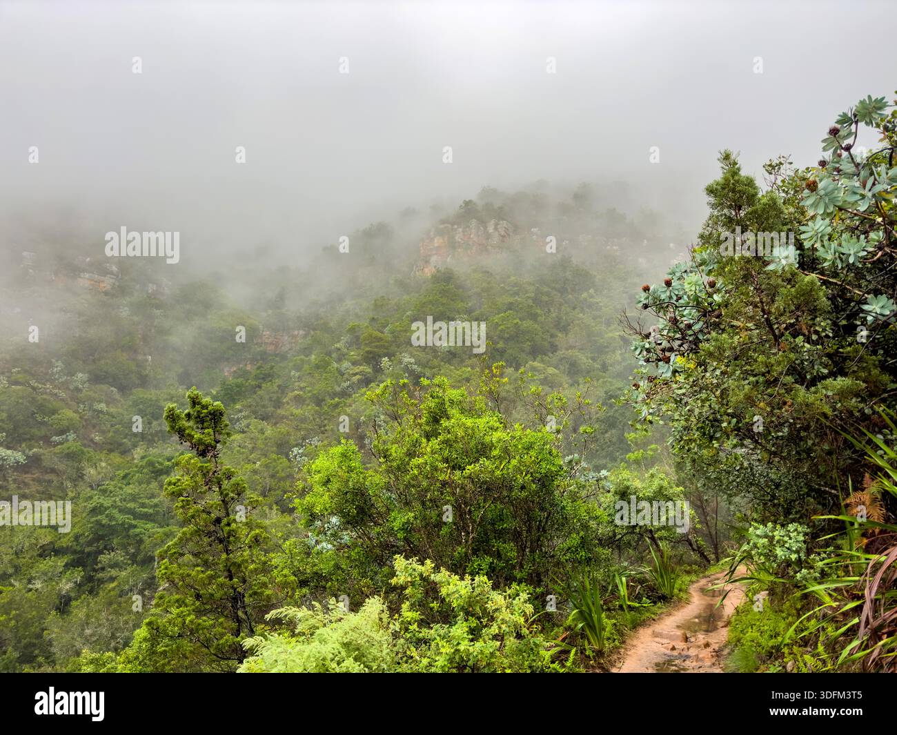 Geheimnisvoller Wanderweg durch dichten Bergwald in Kapstadt, Südafrika Stockfoto