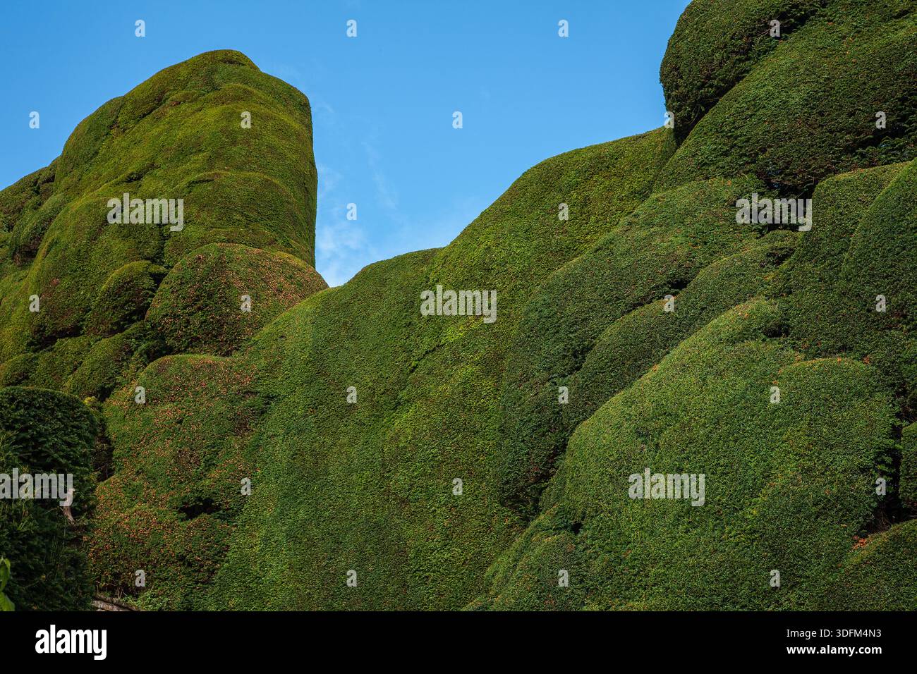 Die prächtige Yew Hedge, Powis Castle National Trust (mittelalterliche Burg, Festung und großes Landhaus) in der Nähe von Welshpool, Powys, Wales, Vereinigtes Königreich Stockfoto