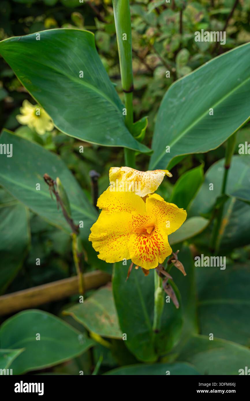 Canna 'Gelber König Humbert', Canna Lily, Baguio, Philippinen Stockfoto