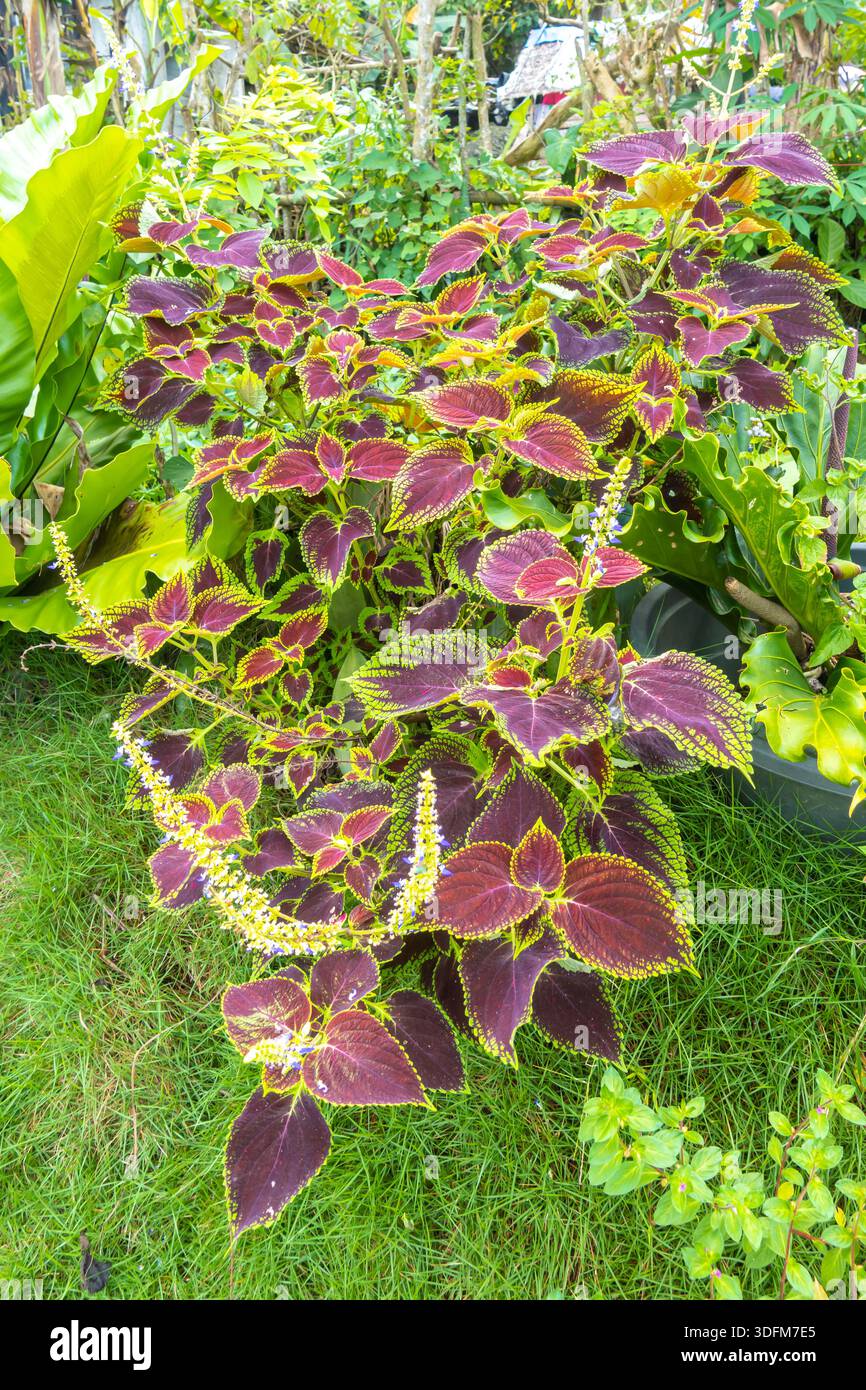 Coleus (Coleus scutellarioides), auch bekannt als bemalte Brennnessel oder Brennnessel. Bohol, Philippinen Stockfoto