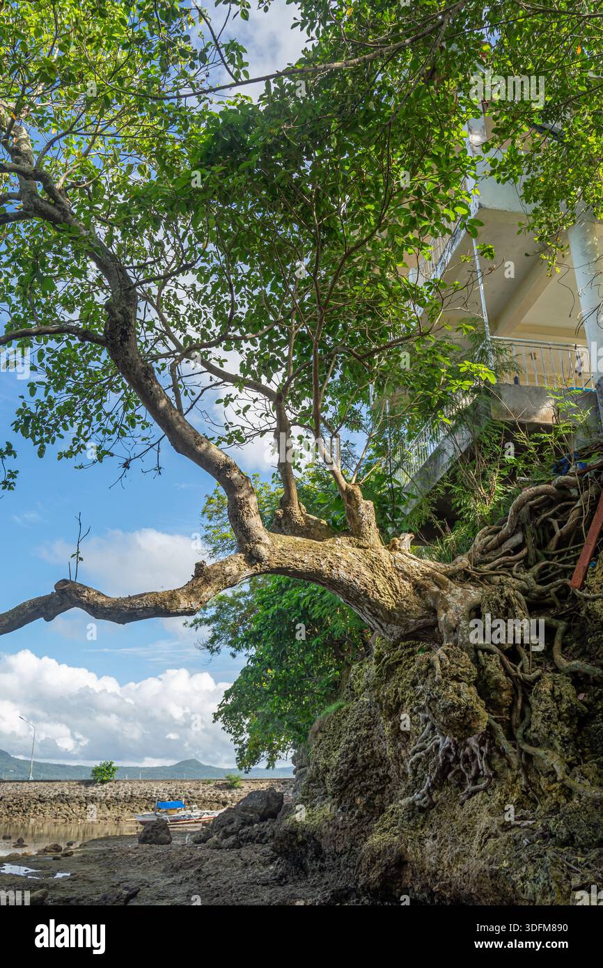 Großer Banyan-Baum, der sich horizontal ausbreitet, mit markanten, knorrigen Wurzeln, die auf einer felsigen Oberfläche wachsen. Stockfoto
