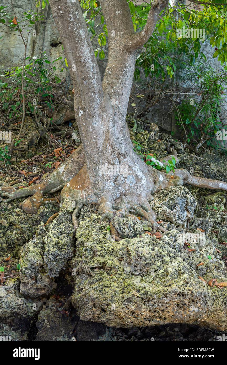 Baum mit hervorstehenden, freiliegenden Wurzeln, der auf einer felsigen Oberfläche wächst, Bohol, Philippinen Stockfoto