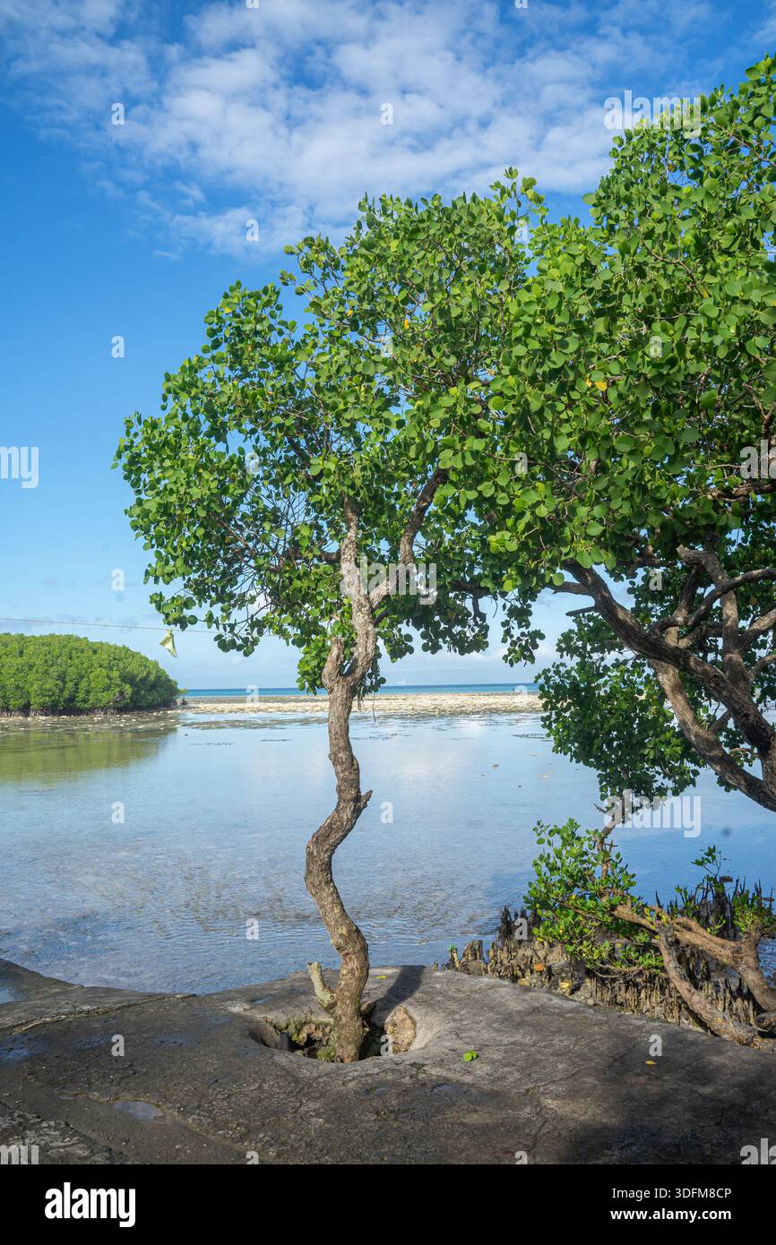 Mangrovenbaum in der Nähe von Tagbilaran, Bohol, Philippinen Stockfoto