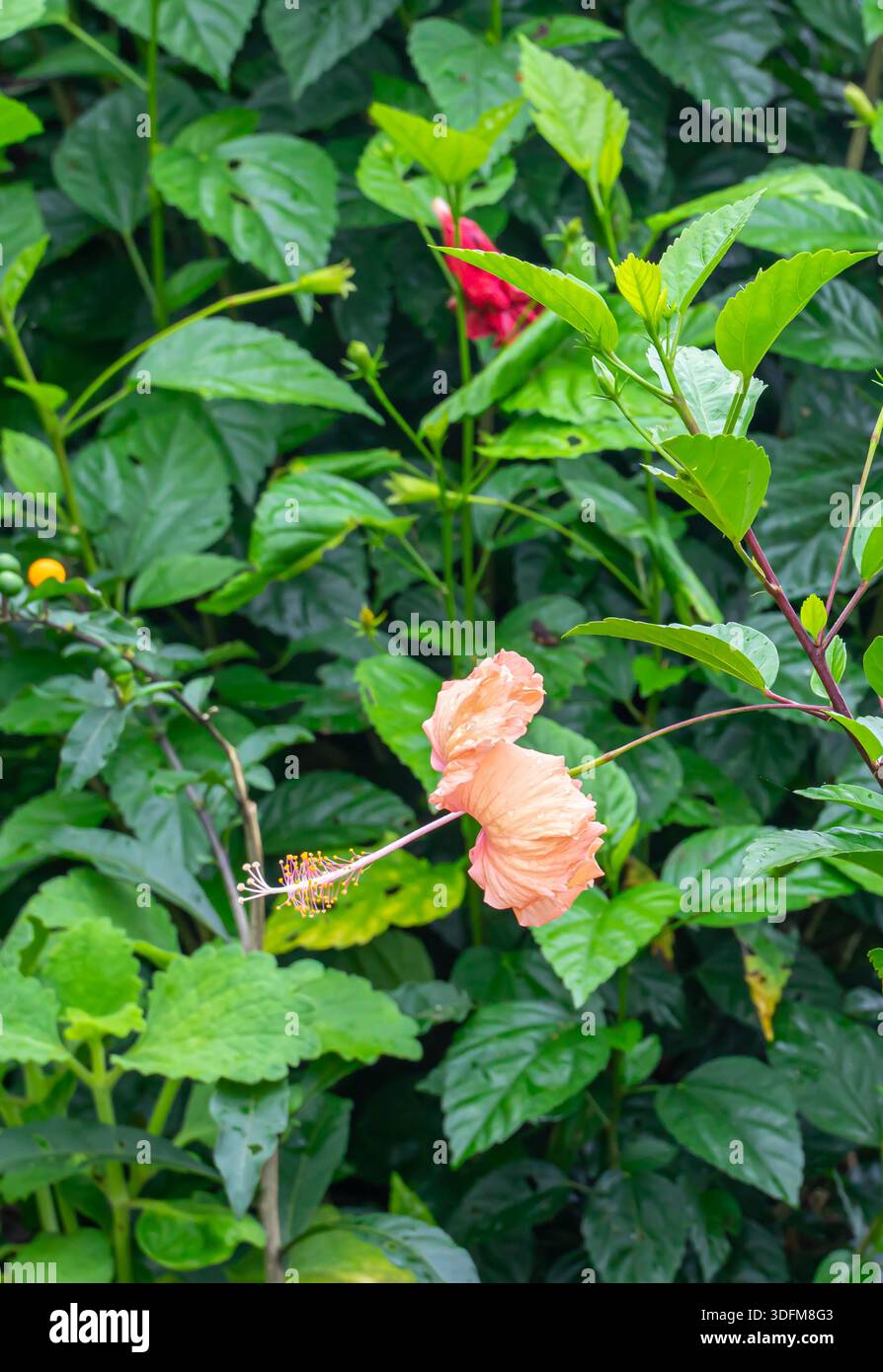 Blüte aus der tropischen Hibiskuspflanze, einer Sorte von Hibiscus rosa-sinensis. Baguio, Philippinen Stockfoto