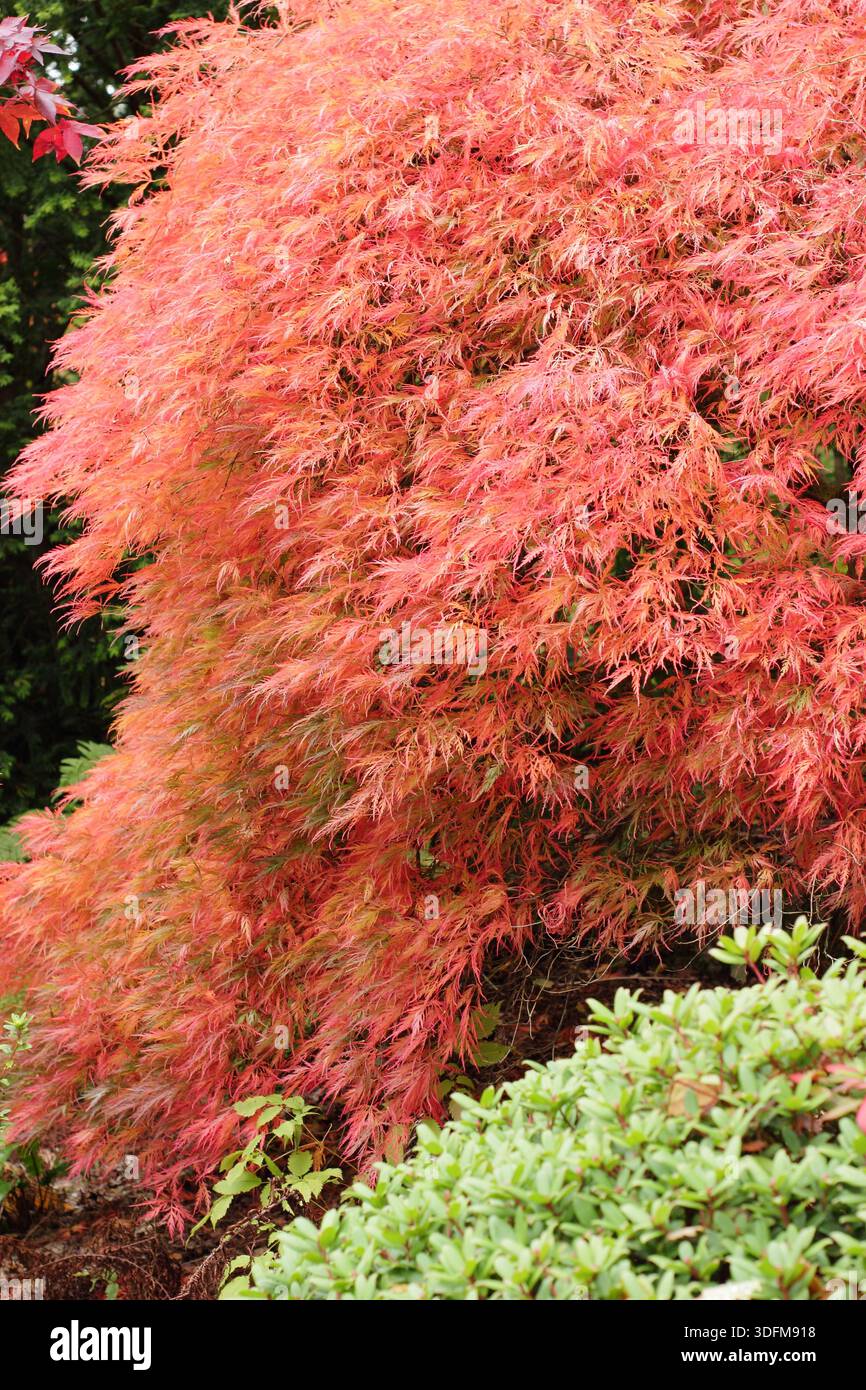 Acertree. Acer dissectum atropurpureum mit charakteristischen orange-roten Blättern im Herbst Stockfoto